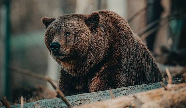 How to Scare Away a Bear Encounter