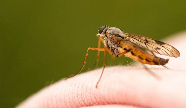 How to Protect Yourself from Insects While Camping