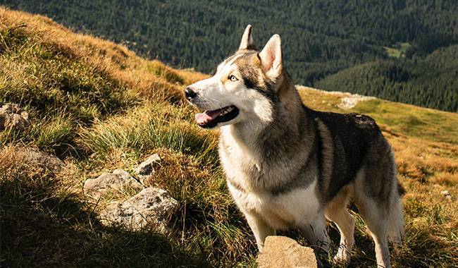 Are You And Your Dog Ready To Take A Hike Together